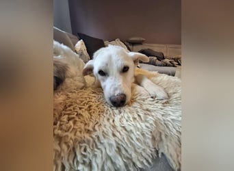Berni - ein absoluter Traumhund