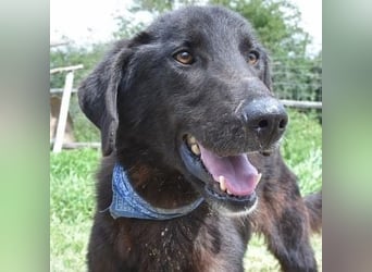 Vigor - sanfter Hundemann mit langen Beinchen