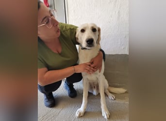Dado – eine Familienhundehoffnung -