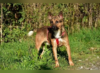 Ajax ist ein Schmusebär