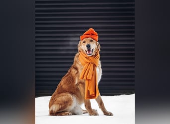 Total verschmuster Traumhund Yeti❤️mit Handicap sucht Menschen mit Herz