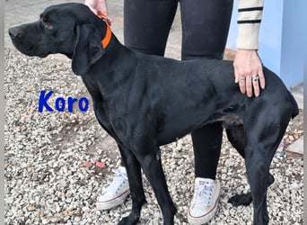Koro 10/2020 (ESP Pflegestelle) - sportlicher, sehr hübscher Bracke (Jagdhund) Rüde!