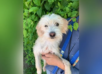 Pete - Sensibelchen sucht Familie
