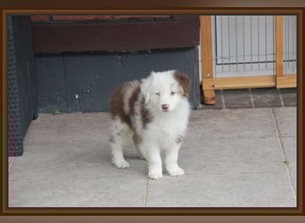 Australian Shepherd - Traumwelpen -KEINE Arbeitslinie-aus langjähriger Familienaufzucht.