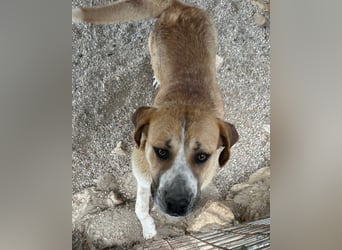 Notfell-Hündin ♥Honey♥ sucht dringend ihre emphatische PS/ES
