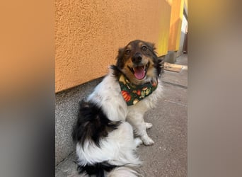 Aiko SR – entspannter Kuschelbär sucht liebevolles Zuhause