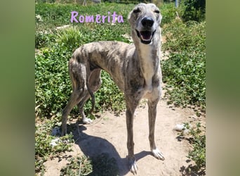 Romerita 05/2021 (in Deutschland) - wunderschöne, sympathische und soziale Galga!