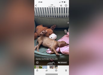 Magyar Vizsla Welpen in Erwartung