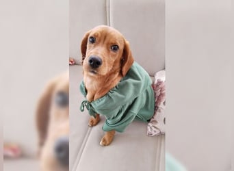 Lustige, soziale, katzenfreundliche Hündin Karamel