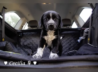 Cecilia, Cindy und Carla suchen ab Mitte Juli ein Zuhause