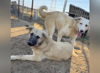 Arlo, geb. ca. 02/2023, lebt in GRIECHENLAND, im städt. Tierheim Serres
