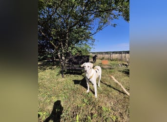 Wayne: Familienhund und treuer Begleiter