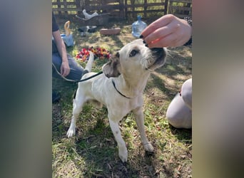 Jakob, fröhlicher Beagle Mix geb. 2021