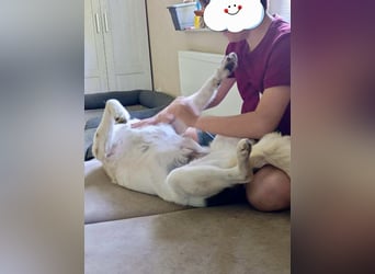 Lino, ein perfekter Begleiter