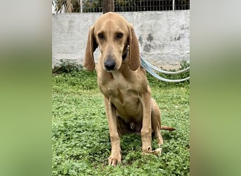 Schenkst du Simba ein Zuhause?