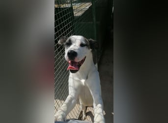Asy Gesucht:  Herdenschutzhund-Liebhaber!