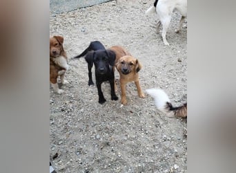 CHERIE - Zuckersüßes Mädchen sucht ihre Menschen