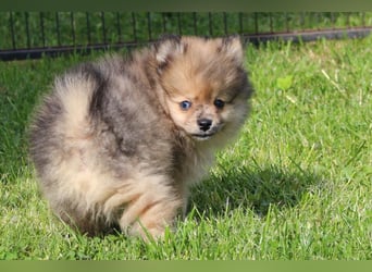 Zwergspitz Pomeranian Welpen in verschiedenen Farben mit Papieren