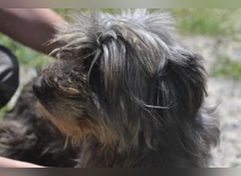 Bobi – einer von zwölf zurückgelassenen Hunden sucht ein neues Zuhause