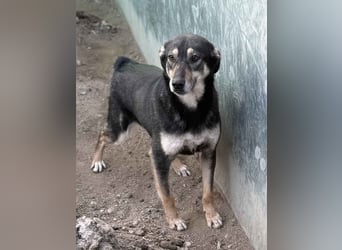 ⭐️ONYA⭐️, Hündin, 2 Jahre, 40 cm, Mischling, Tierschutz