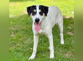 Frodo, bereits auf PS in DE, ist ein echter Hingucker und sucht ein wundervolles Zuhause!