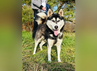 BANDIT - der verspielte und soziale Bursche möchte für immer ein Teil deiner Familie sein!