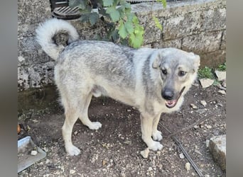 Capo Schäferhundmischling Rüde ca. 3,4 Jahre alt in Griechenland