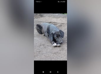 Nika - Mischling aus  Labrador und Spaniel sucht ein echtes Zuhause.