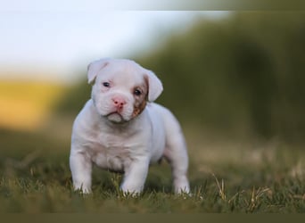 Unglaublich schöne American Bully Welpen!