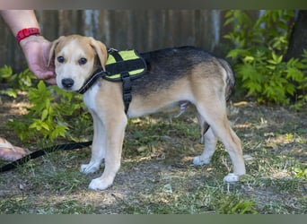 Bailey SI – 3 Jungs suchen ihr großes Abenteuer