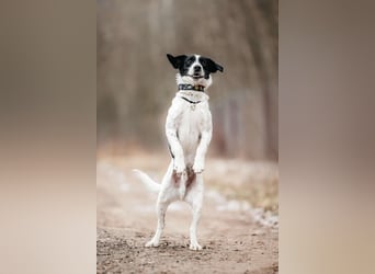 Lebensfroher Henry sucht seine Menschen
