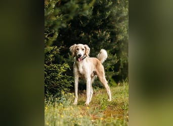 Freundlicher Richard sucht seine Familie