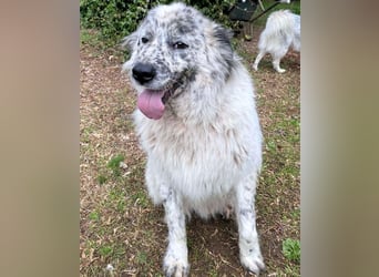 Jereld - Hund mit Sommersprossen sucht seine Familie