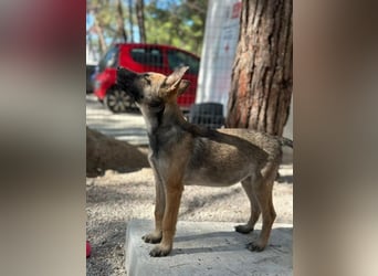 Malinois Mädchen LILO (Juni 2024) sucht eine Familie!