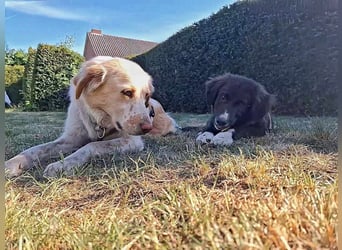 Baloo - junger,lebensfroher Hund