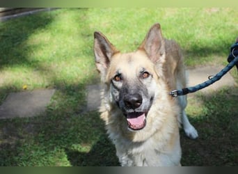 Ronja, Schäferhund-Kuvasz-Mix, geb. 2018, schüchterne große Hündin