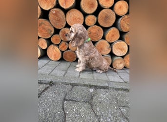 englische Cocker, Spaniel Welpen