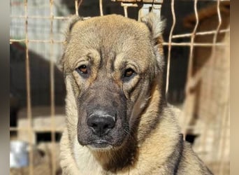LOTTIE❤️HSH-Mix-Hündin: eine wahre Frohnatur und treue Begleiterin