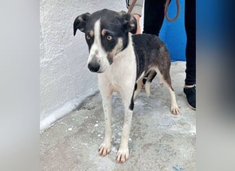 Naira, wartet schon so lange im Tierheim