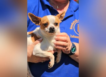 Töltö PP – Chihuahua-Rüde sucht geduldige Menschen mit Herz
