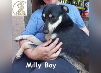 Milly Boy – Schmusebacke sucht neuen Schoß zum Chillen