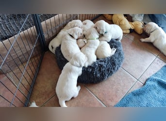 Golden Retriever Welpen