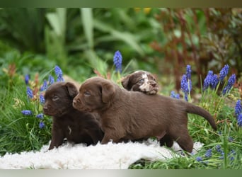 Aussiedor Aussiedorwelpe Welpe Australien Shepherd x Labrador