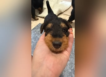 Typvolle Airedale Terrier Welpen aus Leistungszucht VDH/KfT