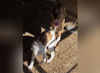 Herzensbrecher und Sunnyboy „Sammy“ - sucht seine Familie