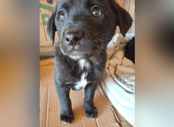Mily- Kokoni-Mix Mädchen sucht Familie