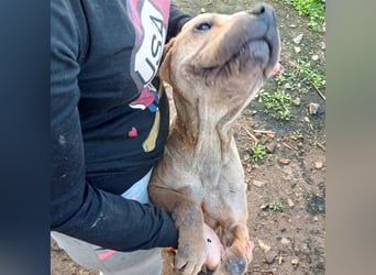 Süße Shar-Pei Dame auf der Suche nach ihrem Für-Immer-Zuhause