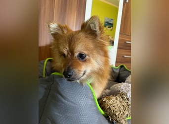 Bella SR - bezaubernder Schatz sucht Zuhause!