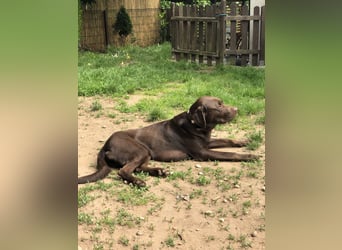Labrador