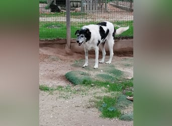 Oriol, Mix Schnauzer / Podengo, lieb und verträglich